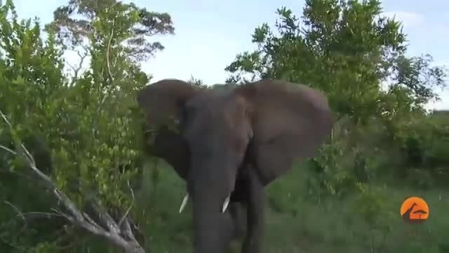 حمله فیل به ماشین