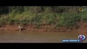فیلم: وقتی تمساح شکار پلنگ می شود