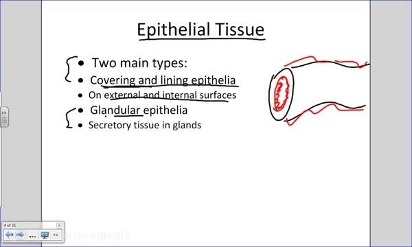 histology of epithelial tissue