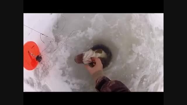 اردک ماهیگیری در یخبندان