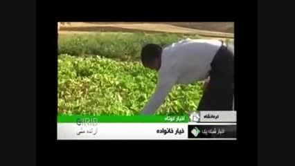 برداشت خیار 35 کیلیویی در کرمانشاه