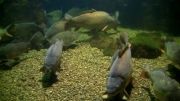 ماهی کوی و انواع کپور:معمولی،آینه ای و چرمی