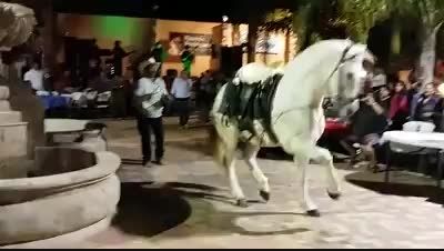 رقصیدن بسیار جالب اسب