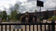 تربیت فیل برای مسابقات بسکتبال