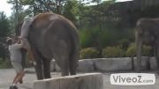 سوار شدن روی فیل ب روش خنده دار