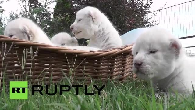 تولد چهار توله شیر سفید در باغ وحش کریمه روسیه