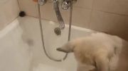مدل آب خوردن سگ تشنه !