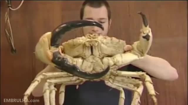 خرچنگ عظیم الجثه!!