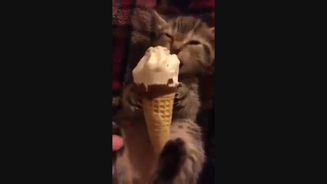 بستنی خوردن بچه گربه