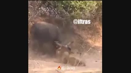حمله کردن یک گراز به شیر