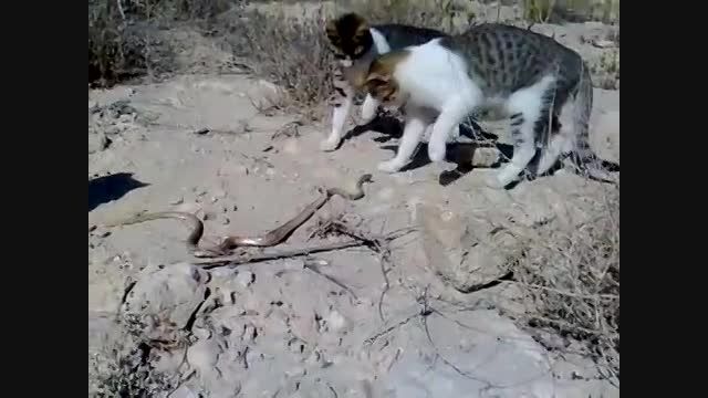 شکار مار توسط چند گربه ایرانی