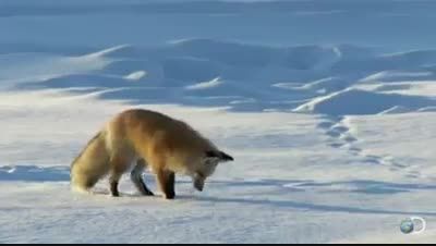 شکار بی نظیر روباه از زیر برف...