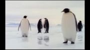 زندگی جالب پنگوئن ها