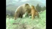 جنگ شیر کوهی و خرس گریزلی