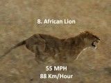 10 حیوان سریع جهان