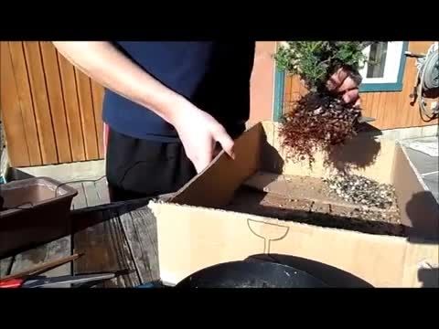 How To Plant A Bonsai Tree (easy way)