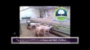 استفاده از علوفه هیدروپونیک در تغذیه گوسفند