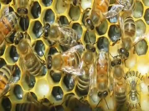 فیلم پیوند ملکه زنبور عسل