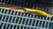 ماهی کوی کیگوی طلایی8