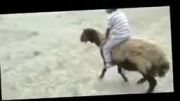بچه گوسفندسوار ایرانی خنده دار‬....