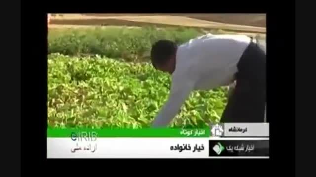 خیار 35 کیلویی در کرمانشاه...