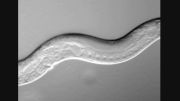 خزیدن C-elegans