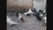 کبوترهای ماده - پاکدشت
