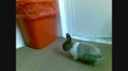 خرگوش کوچولوی من (پیتر)