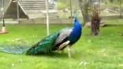باز شدن پر طاووس