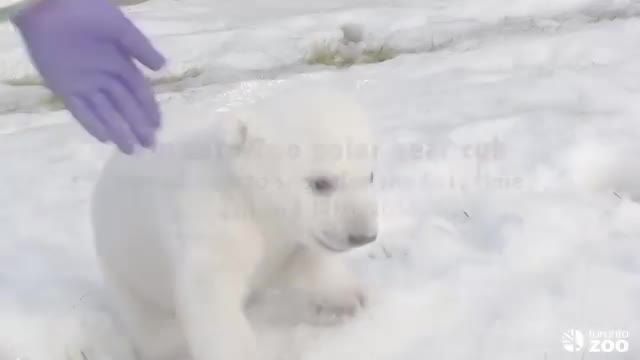 توله خرس قطبی