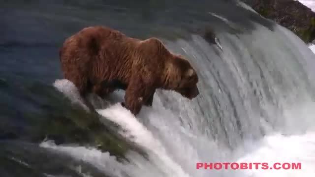 خرس و ماهیگیری بهترین ماهی ازاد