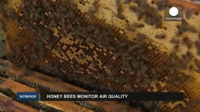 سنجش میزان آلودگی اطراف فرودگاه به کمک زنبورها