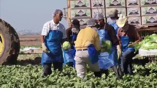 Yuma Arizona Lettuce Farm - America&#039;s Heartland