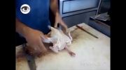 مرغ پاک کردن در 000 ثانیه