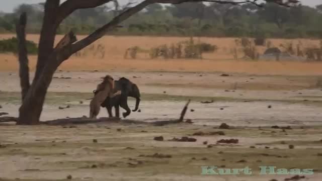 شکار فیل توسط شیر