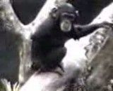 میمون بی ادب!