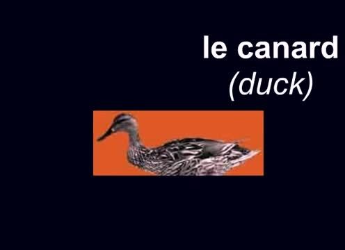 آموزش نام حیوانات در زبان فرانسوی 4