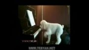 سگ خواننده و نوازنده