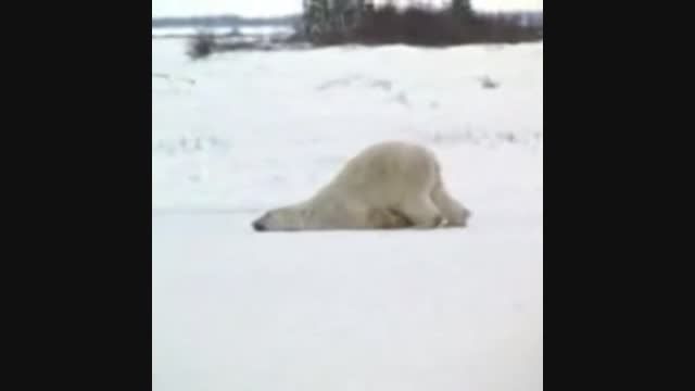 خرس قطبی وارفته!!!