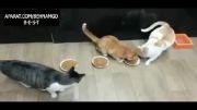 دعوای عجیب گربه سر غذا :)