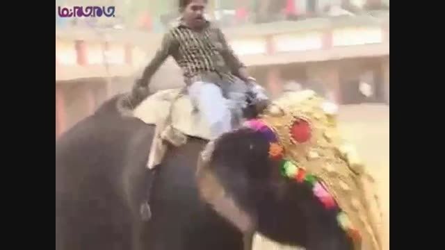حمله مرگبار فیل نر خشمگین+فیلم ویدیو کلیپ هند حادثه
