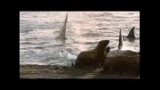شکار نهنگ قاتل