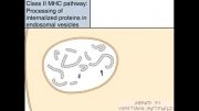 مسیر عرضه آنتی ژن MHC II