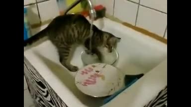 گربه ای که تو شستن ظرفها به صاحبش کمک میکنه