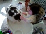 دعوای گربه با بچه