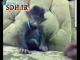 کلیپ زیبا از میمون خوش خنده-