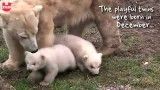 بچه خرس های قطبی