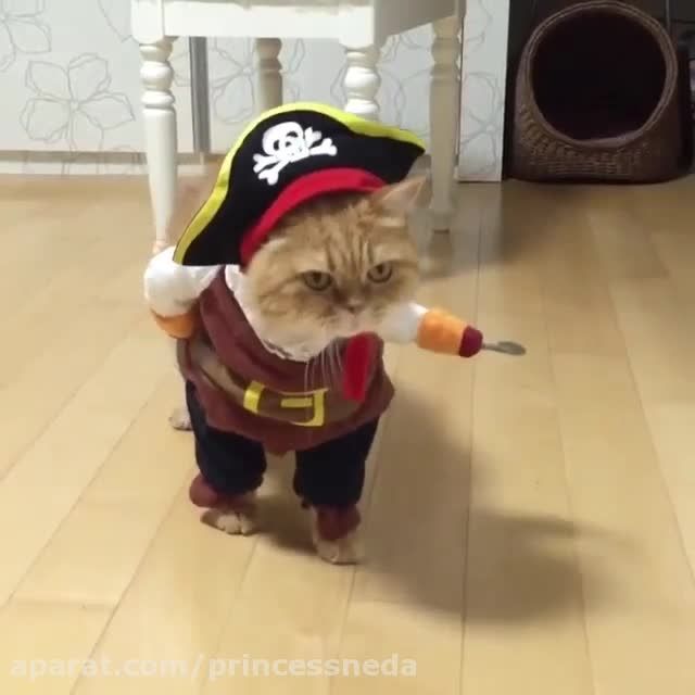 کاپیتان گربه