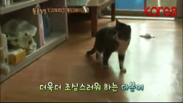 گربه کره ای=koreana kato