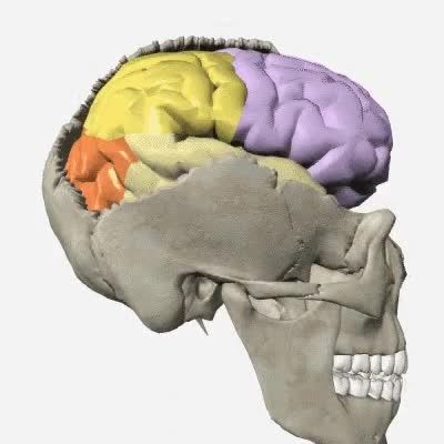 کلیپ آناتومی مغز